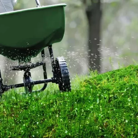 Beautiful Green Lawn