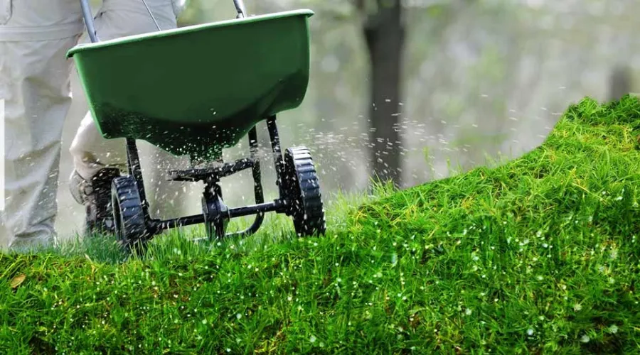 Beautiful Green Lawn